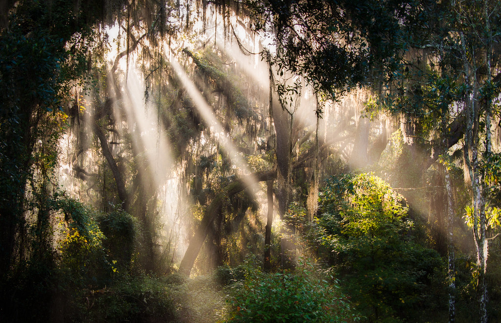 Paynes Prairie Preserve State Park