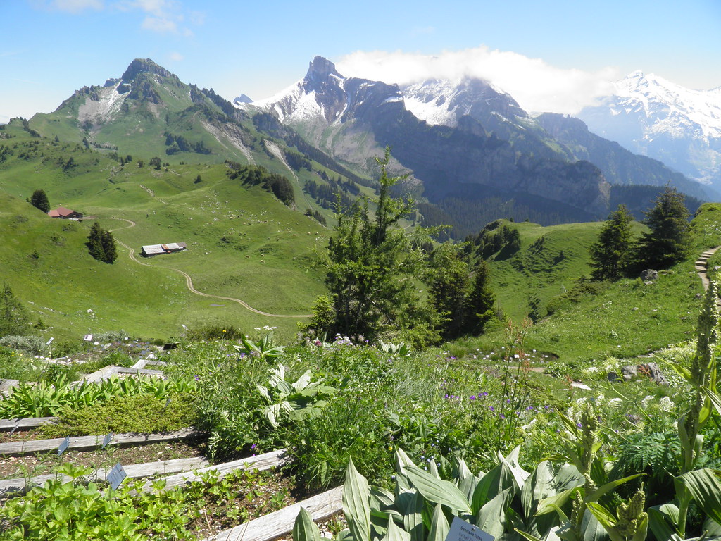 Schynige Platte Alpine Garden
