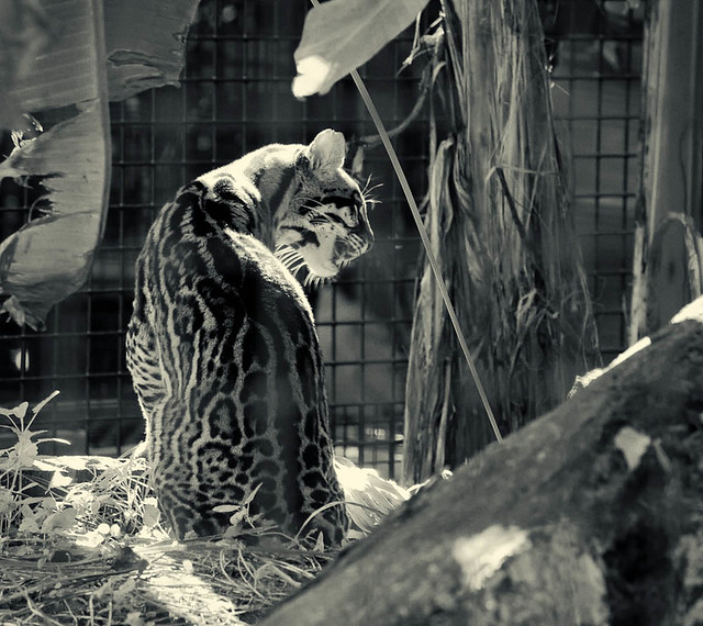 Santa Fe College Teaching Zoo