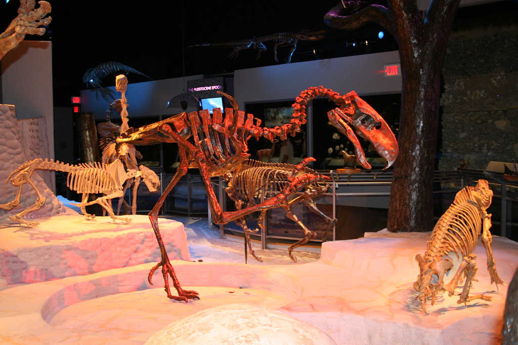 Florida Museum of Natural History