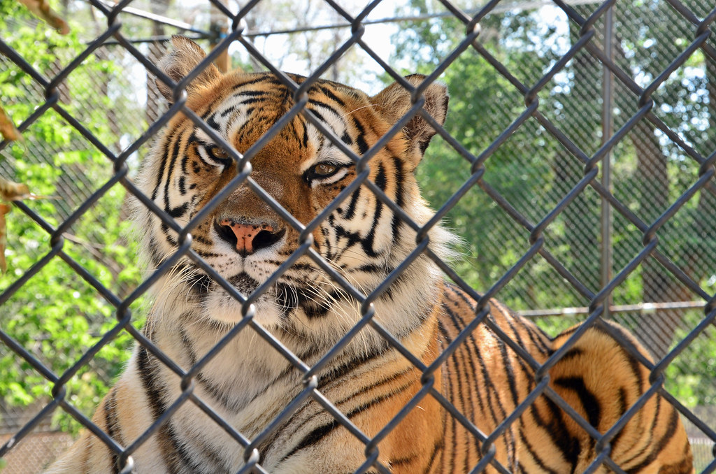 Amarillo Zoo