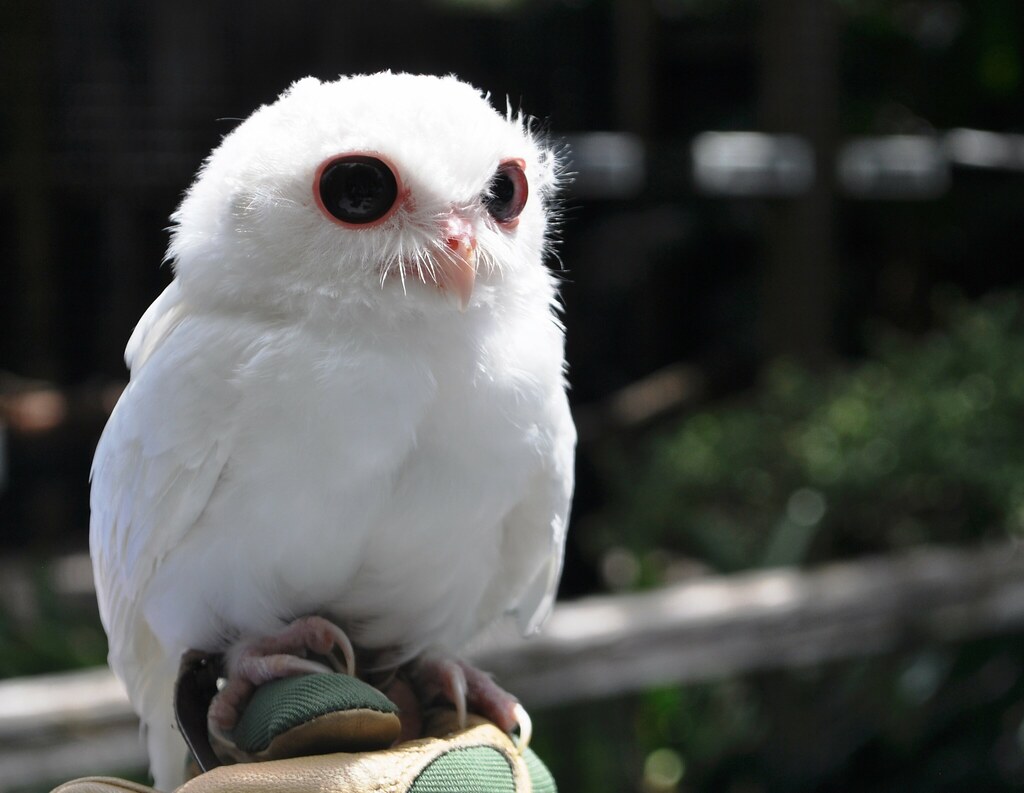 Peace River Wildlife Center
