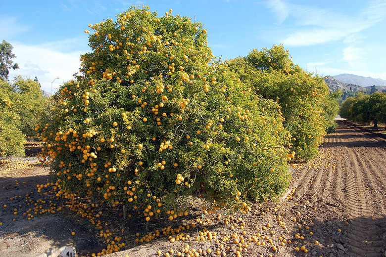 Ark of Citrus