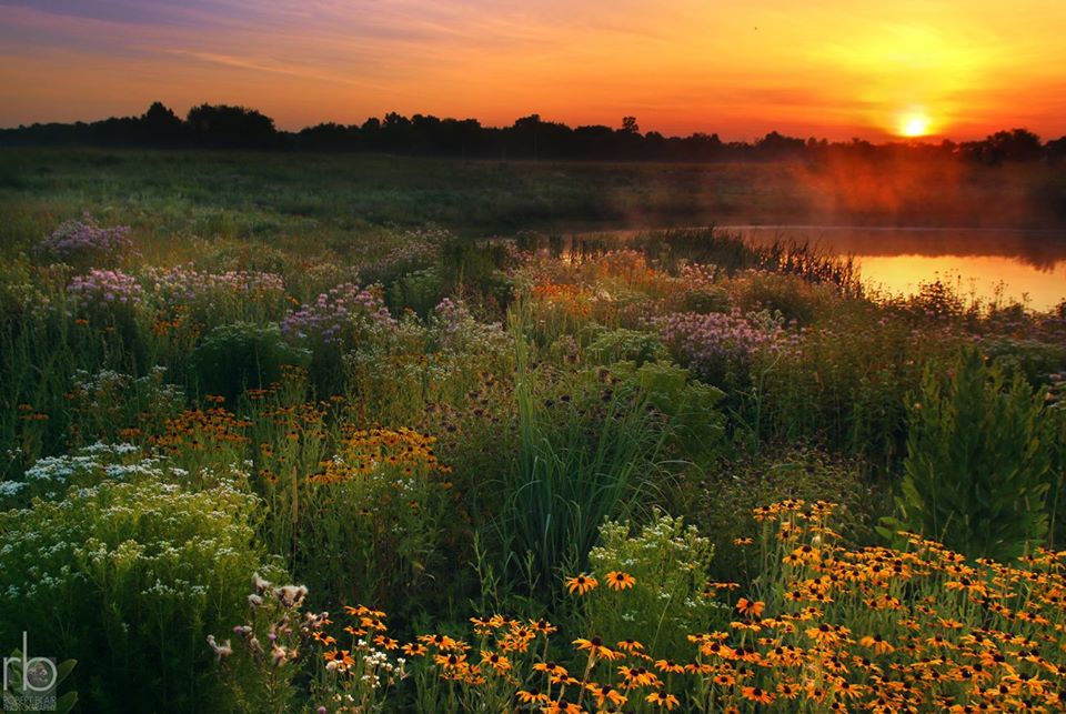 Springfield Bog