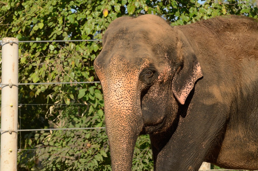 Little Rock Zoo