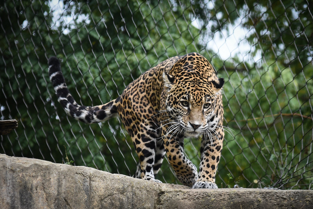 Akron Zoo