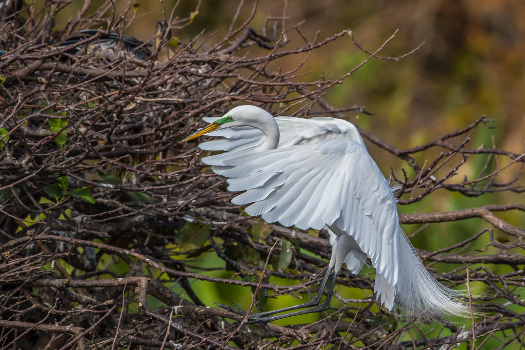Wakodahatchee Wetlands