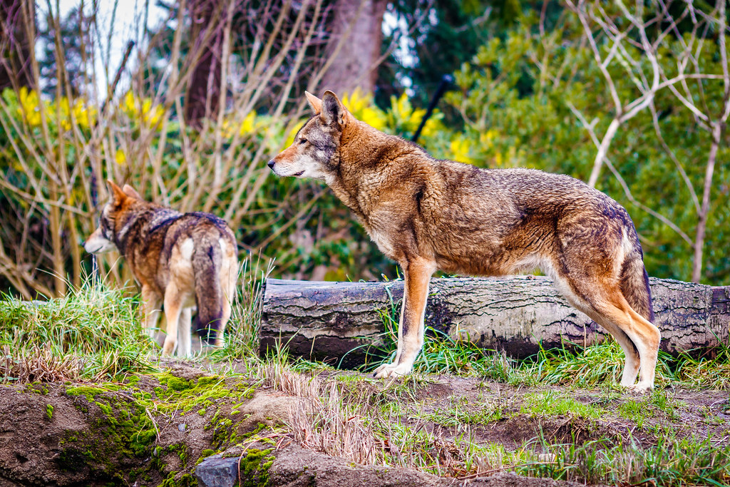 Point Defiance Zoo and Aquarium