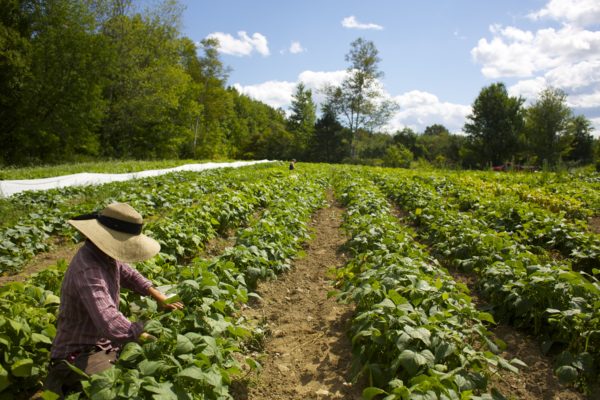 Open Farmer Day