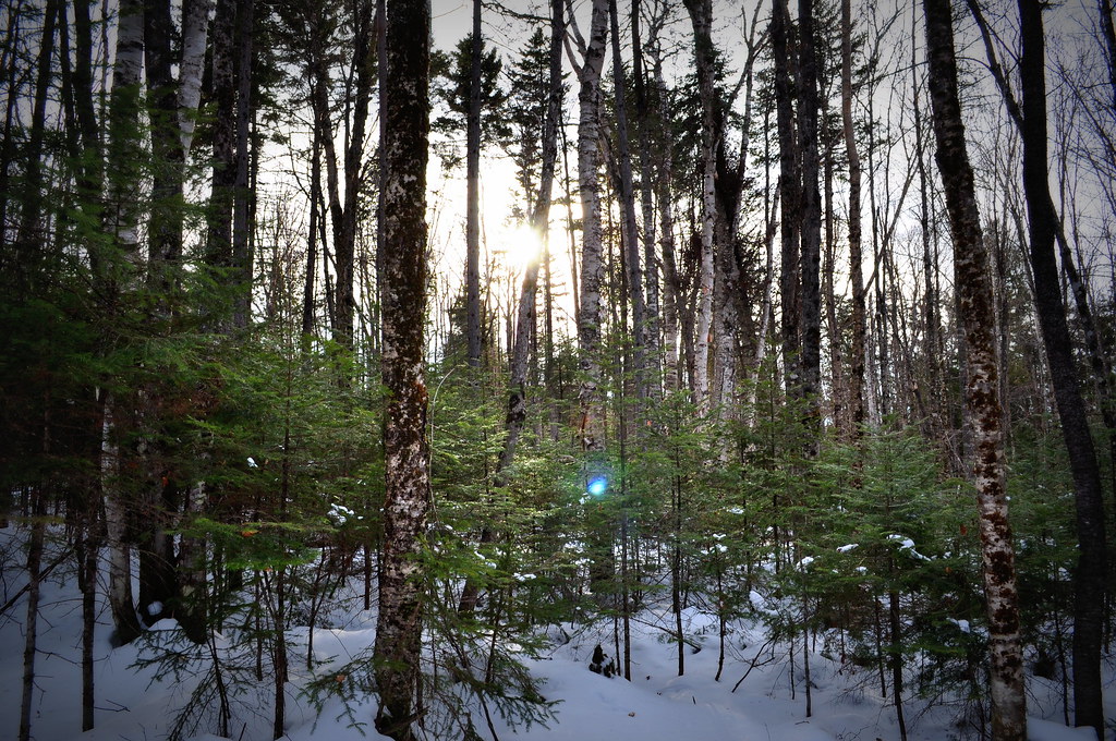 Bangor City Forest