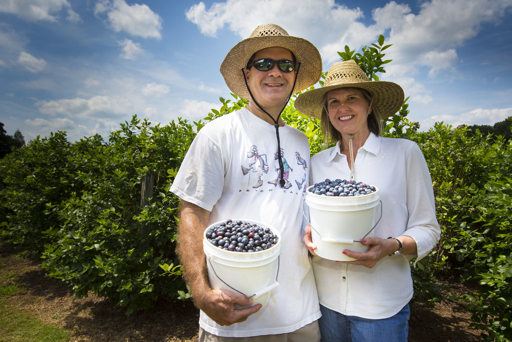 Lakeland Berries at Shady Oaks Farm