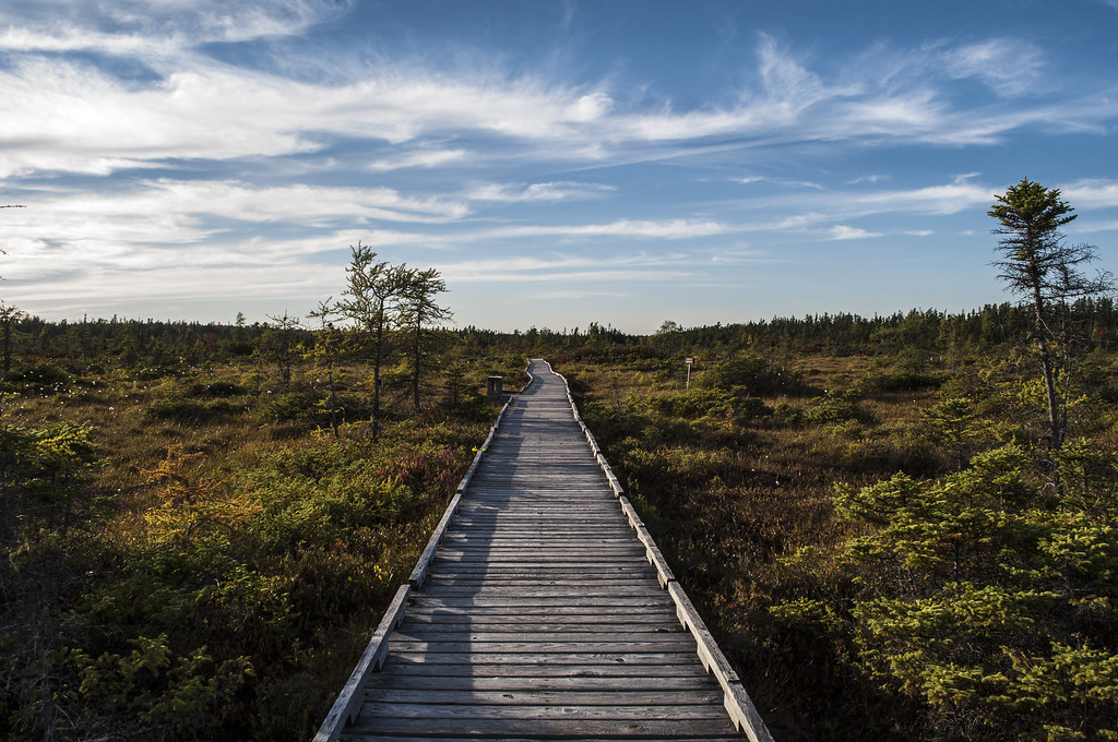 Orono Bog Boardwalk