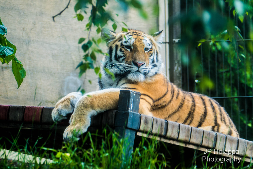 Korkeasaari Zoo