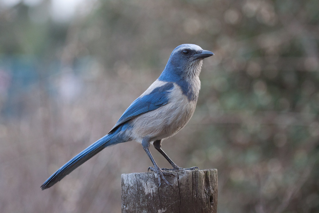 Florida Scrub-Jay Trail