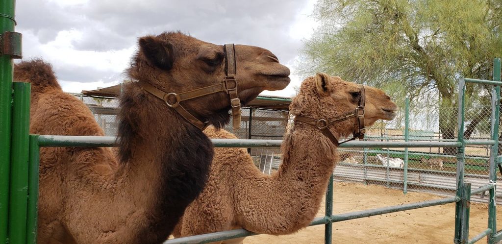 Wild World Zoo and the Camel Farm