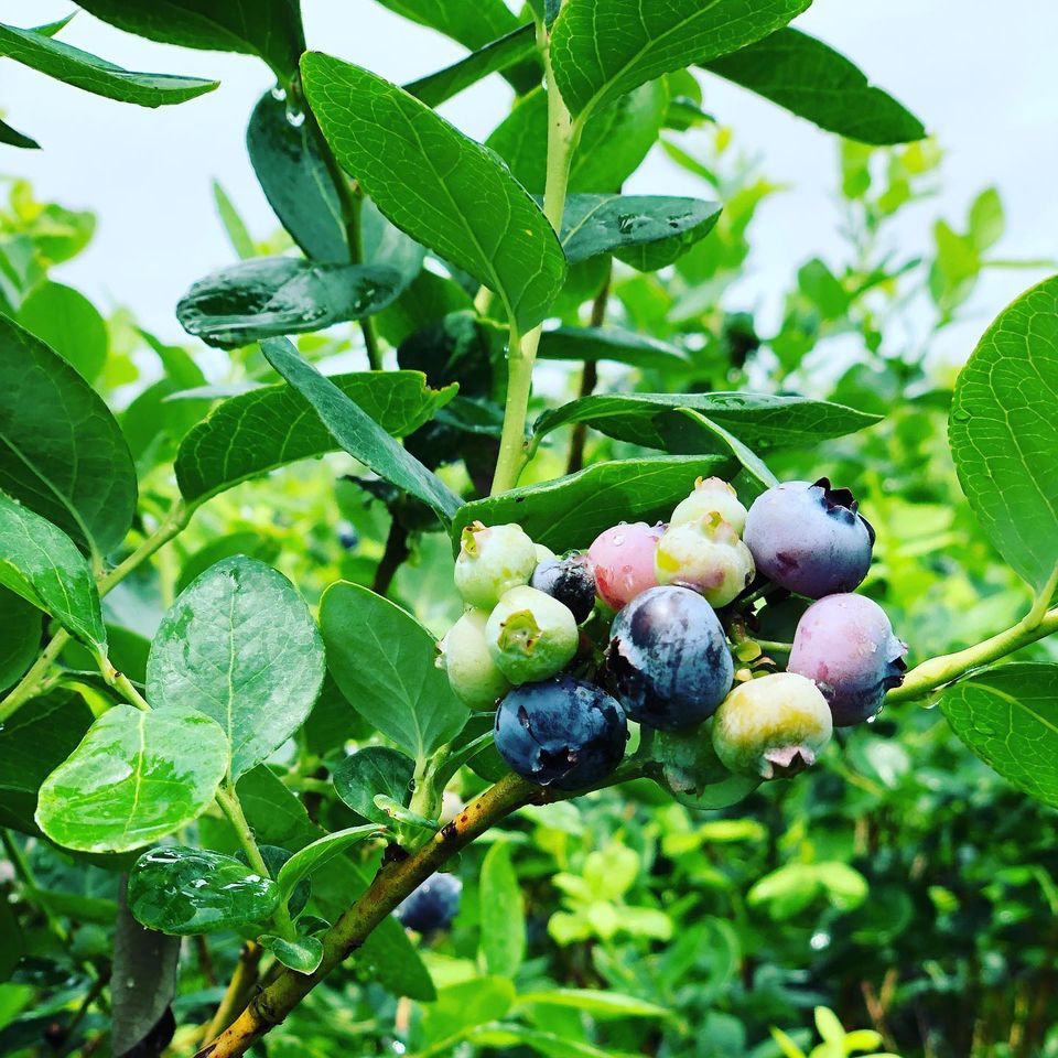 Lakeland Berries at Shady Oaks Farm