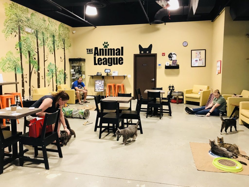 Orlando Cat Cafe