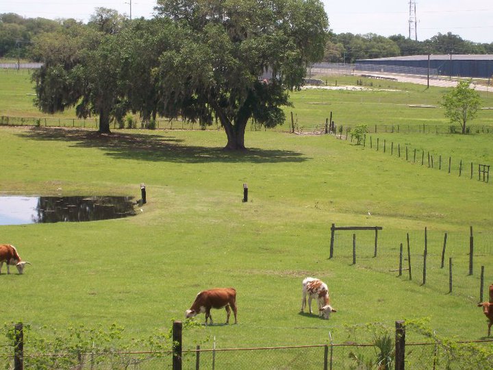 Maddox Ranch