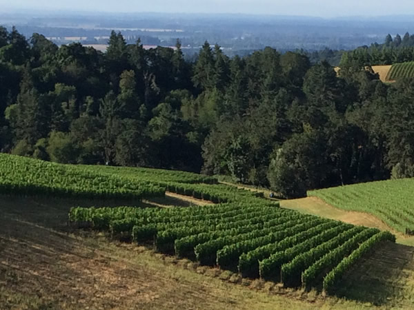 Ankeny Vineyard
