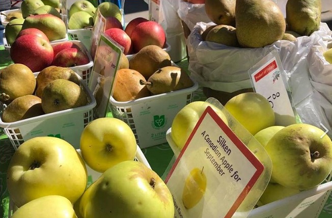 Olde Sandwich Towne Farmer's Market