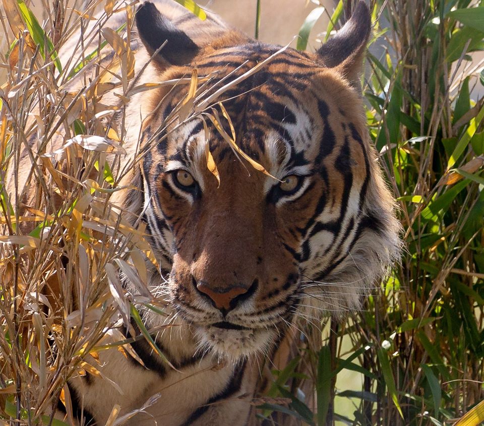 Hamerton Zoo