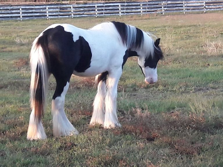 34 Best & Fun Things to Do in Ocala (FL) Attractions & Activities