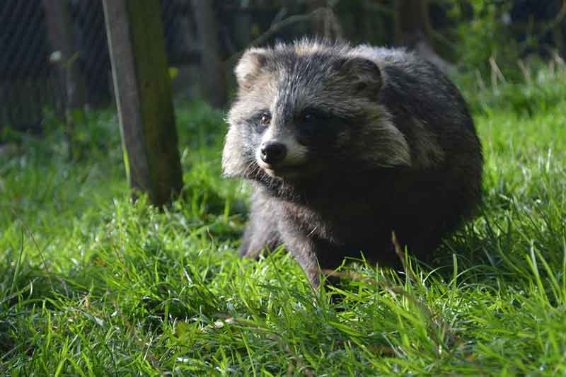 Reaseheath Mini Zoo