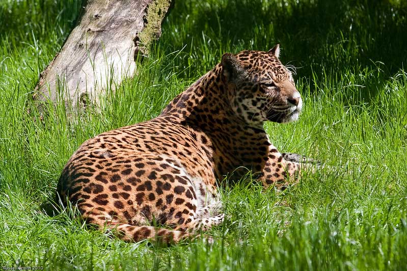 Amazona Zoo