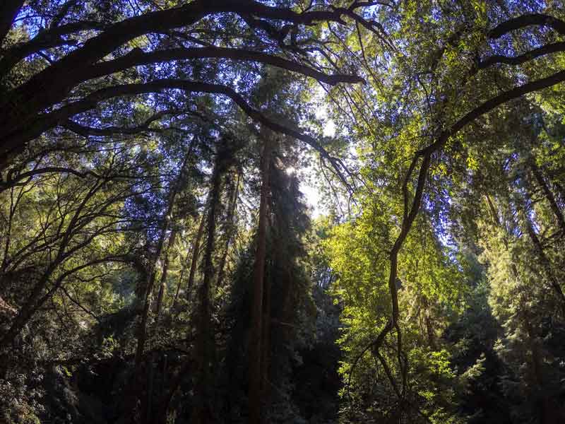 Redwood Regional Park