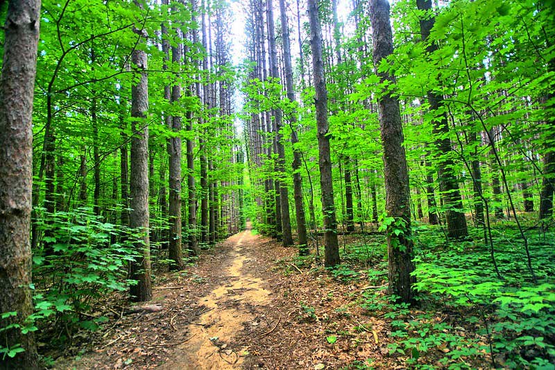 Lillian Anderson Arboretum 