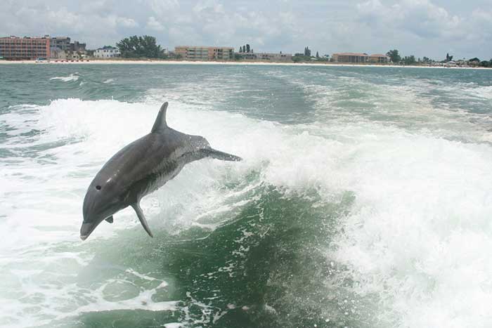 Dolphin in Tampa Bay