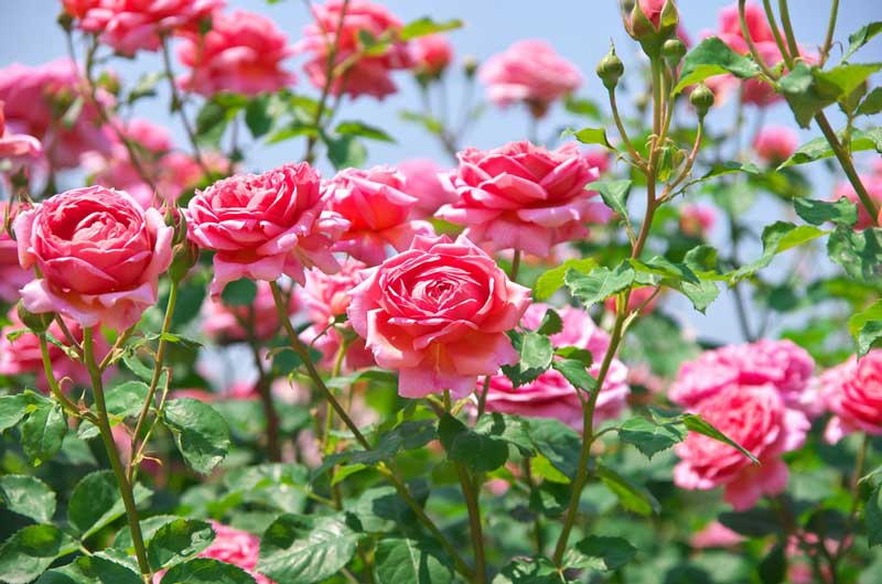 All American Rose Garden