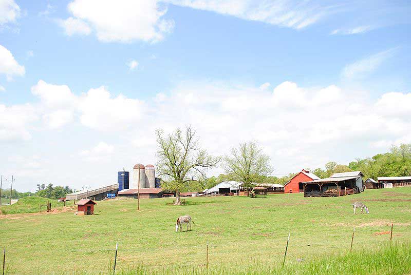 Denver Downs Farm