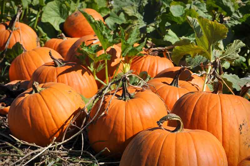 pumpkin patch