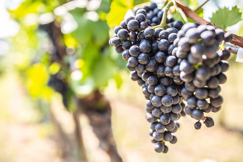 Alcantara Vineyards and Winery 