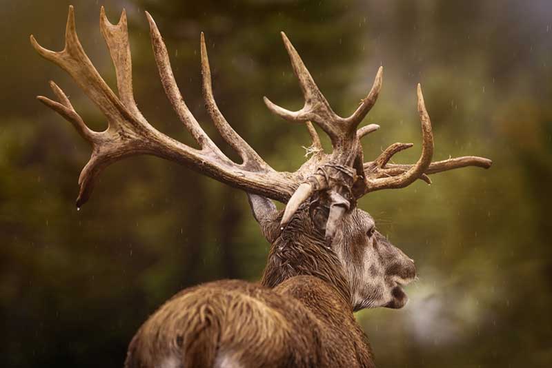 Amber Elk Ranch