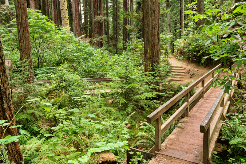 Arcata Community Forest