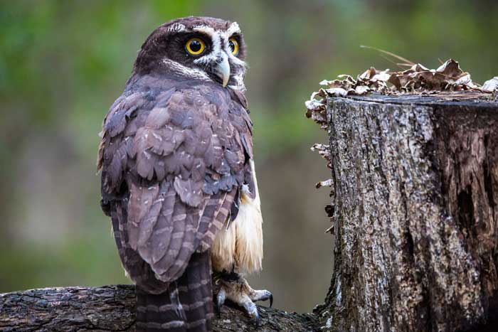 California Raptor Center