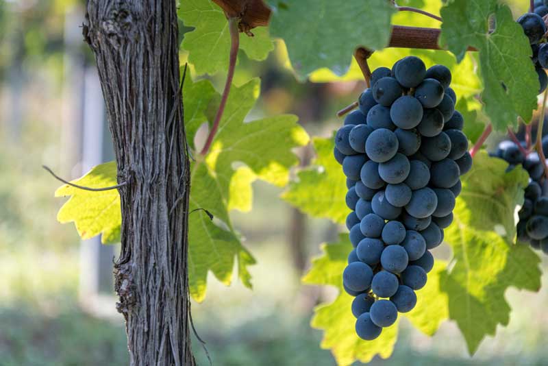 Girardet Vineyards & Winery