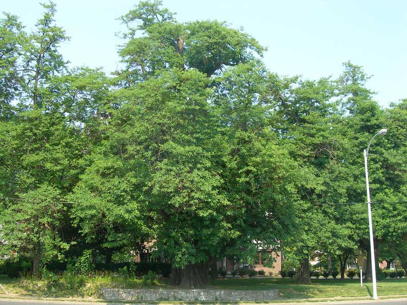 World's Largest Sassafras Tree
