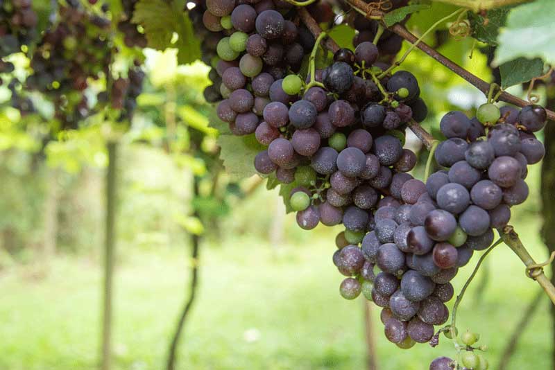 Anyela's Vineyards’Wines