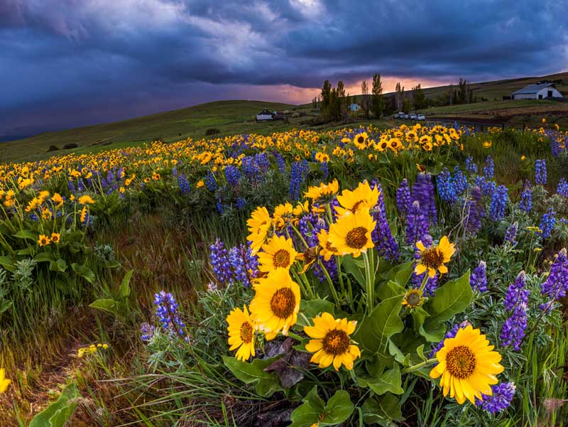 25 Best Fun Things To Do In Tri Cities WA The Tourist Checklist