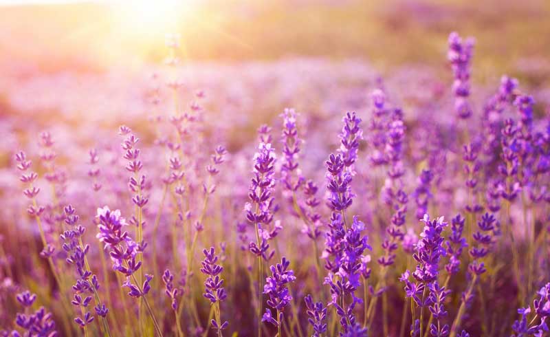 Peace Valley Lavender Farm