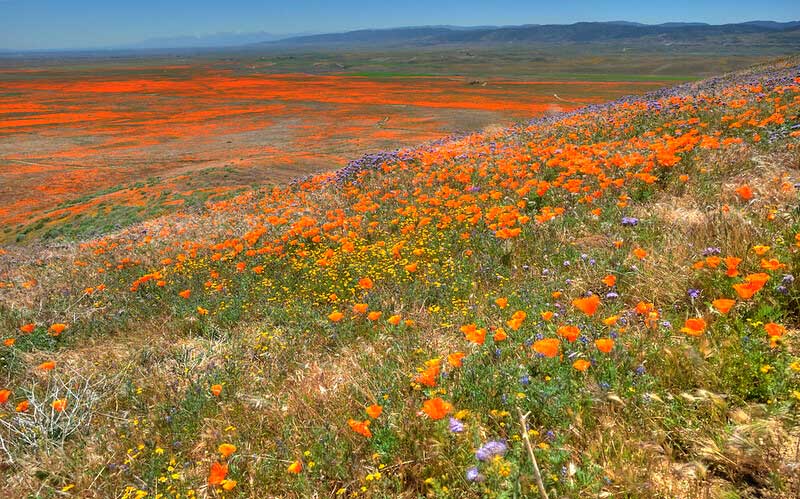 Antelope Valley California Poppy Reserve