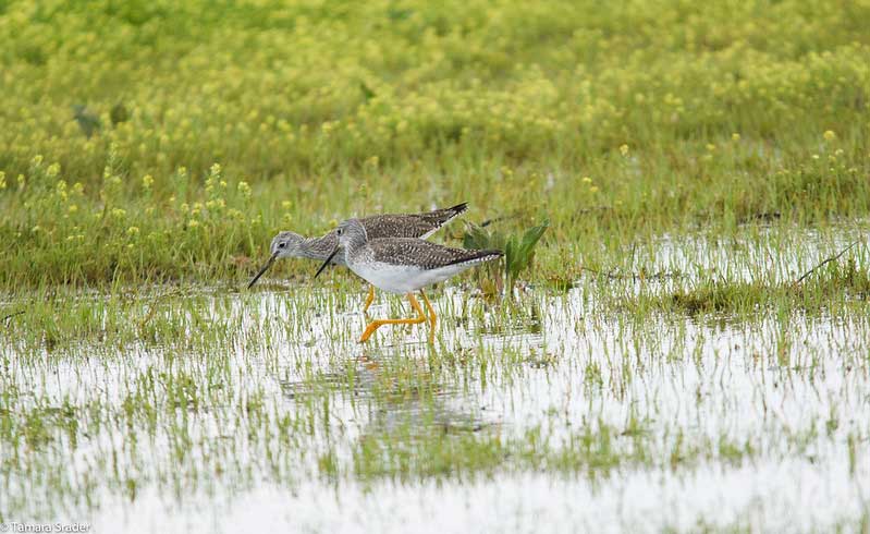 Hagerman National Wildlife Refuge