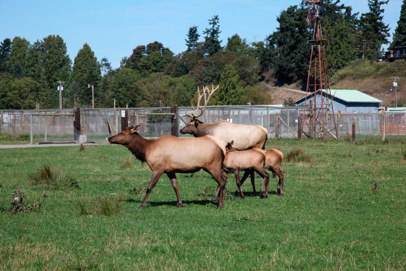 Olympic Game Farm