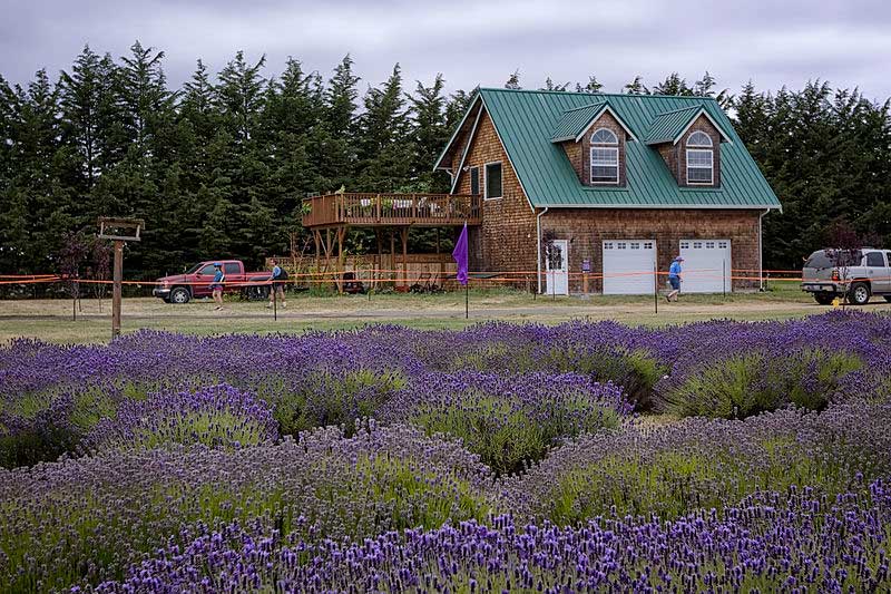 Olympic Lavender Heritage Farm