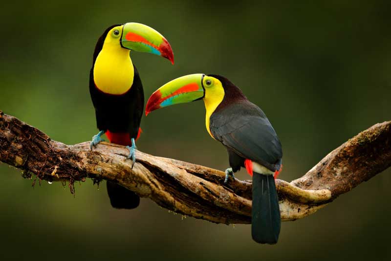 Tropical Audubon Society<