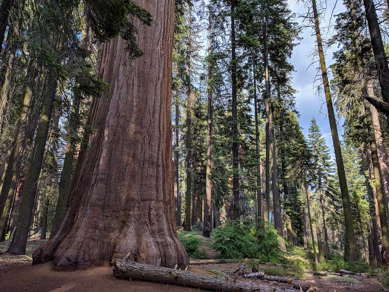 Giant Sequoia National Monument