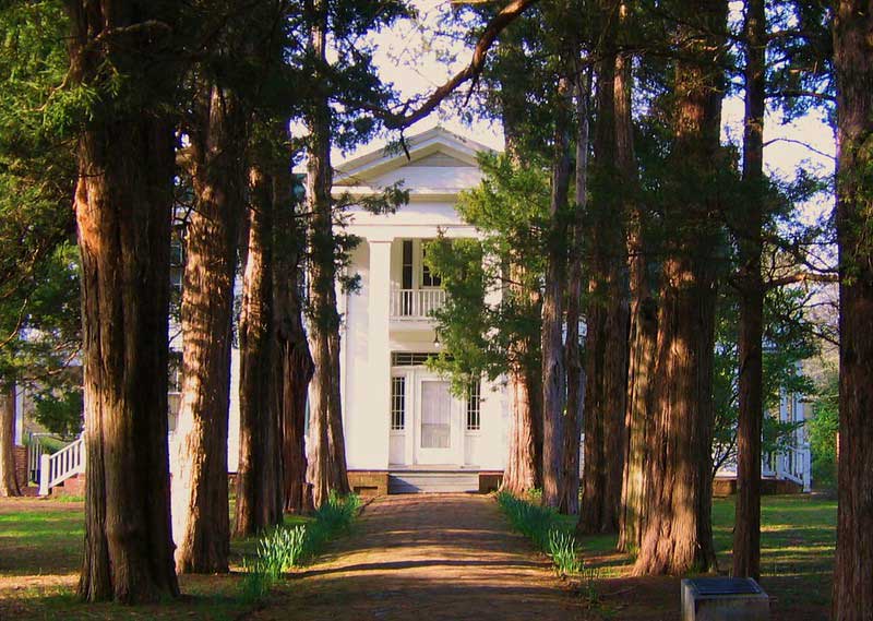 Rowan Oak